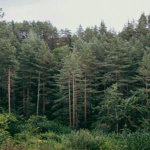 Arbres