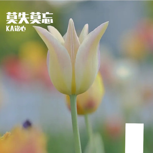 晚钟兰星光幽梦雨