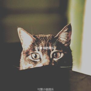 柔和的可爱的猫时刻