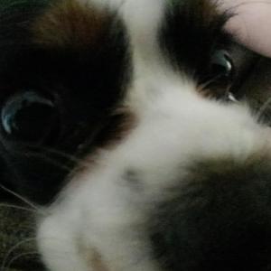 Dog Snoring Type Beat