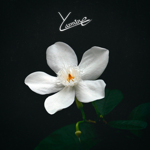 Yasmine