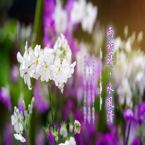 追忆泪雨 (加长版)