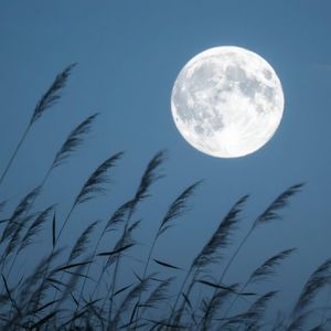 明月随风影随悠