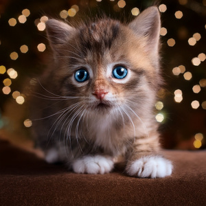 Saltando Entre Rimas, Sigiloso Como Un Gato