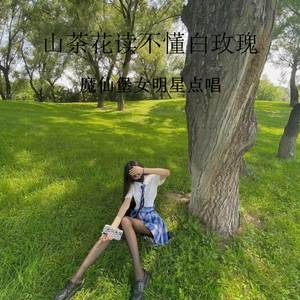 山茶花读不懂白玫瑰