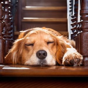 Una Siesta Tranquila Bajo El Sol