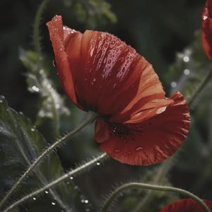 Coquelicot