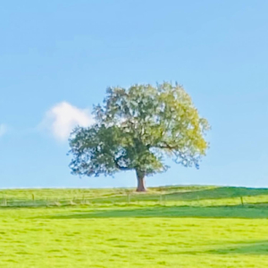 Unobstructed Views (feat. Dean Wardle)