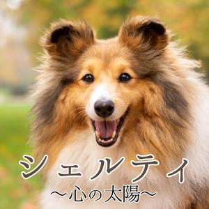 シェルティ〜ありがとう、心の太陽〜