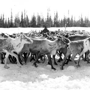 Тундра (полярной ночью)