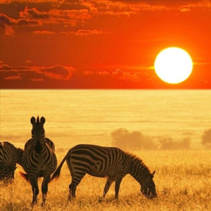 Safari