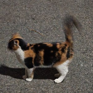 热闹欢喜过大年