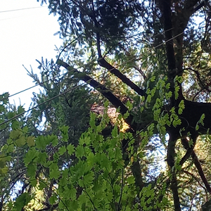 Black living matters 4 BLM