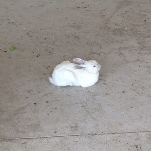 ちょうちょもどき