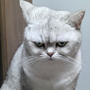 《梧桐巷的魔术师》.WAV