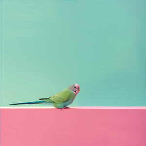 La Dicha Emplumada De La Noche Se Despliega