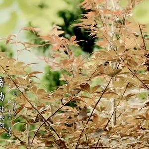 AI友希娜 乔幼 庄振凯-缘份薄是咱的命