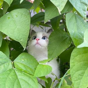 宿敌（cover许嵩）