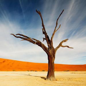 Songlines
