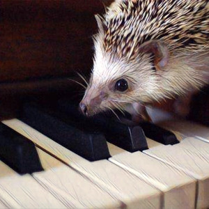 「寄生兽」Next to you·罗德琴版