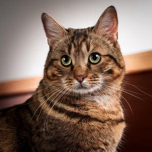 The Flicker of Light on Soft Fur