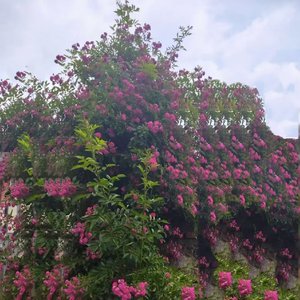 我不是公主（翻自 夏婉安）