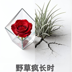 野草疯长时