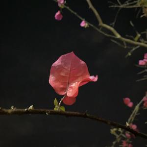 花底离愁三月雨