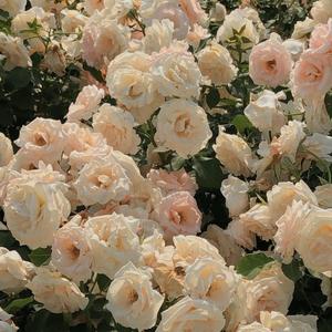 致青春_1_20221114_203605