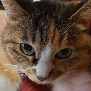 角煮(Princess Kakuni) by KakuniManju