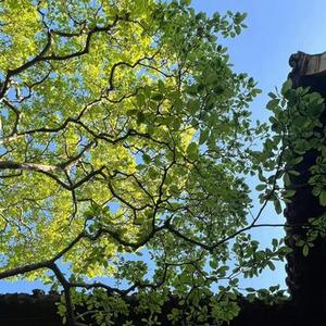 那年盛夏 (青春是热烈且自由的盛夏)