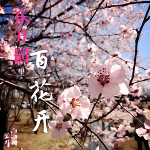 东升园里百花开