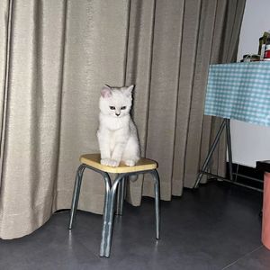 以后是安静温柔的