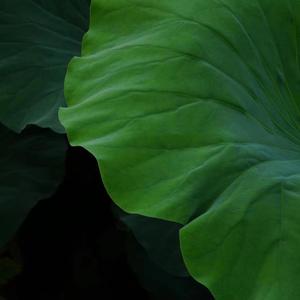 像蒲公英一样飞来飞去