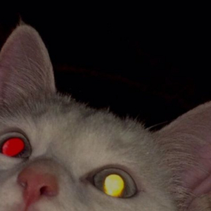 Düşmez Babalar Dillerden.