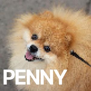 PENNY