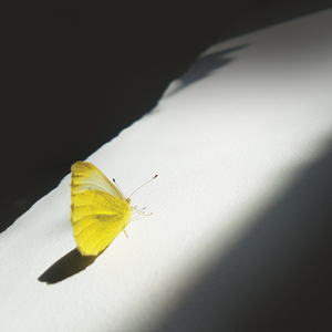 Dancing On The Water