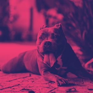 精彩训练犬环境
