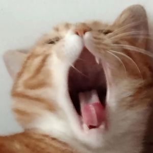 木天蓼（ByGREENCO BEAT）