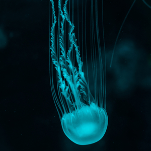 Clonidine and Jellyfish