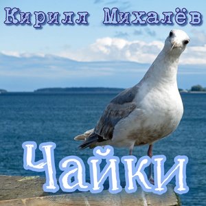 Чайки
