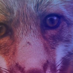 Những Suy Nghĩ Hoang Dã