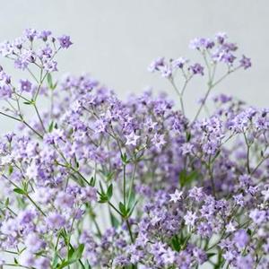 一样的月光 (Cover 徐佳瑩)