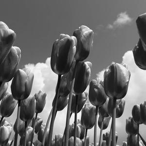 In Ivichheid Ferflokt Yn Tsjustere Skaden