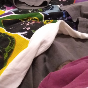 トイレのカメラ様 （demo）