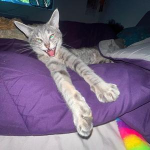 hauntedhouse (nyxies Remix)