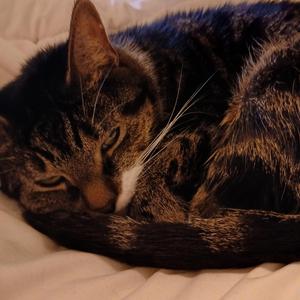 Tebbie mijn allerliefste huiskat