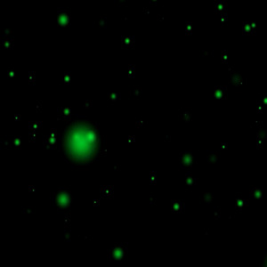 Hotaru Firefly
