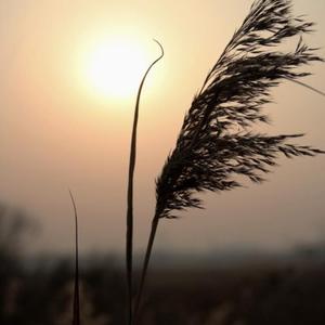 父亲写的散文诗