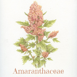 Amaranthaceae